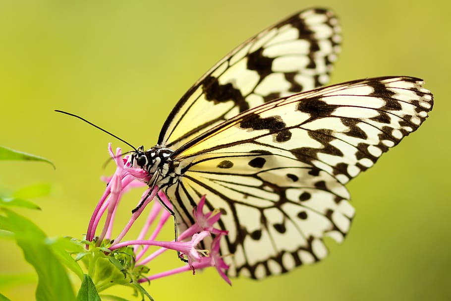 blanco, negro, butterfyl, mariposa, polilla, insecto, macro, primer plano, néctar, polen