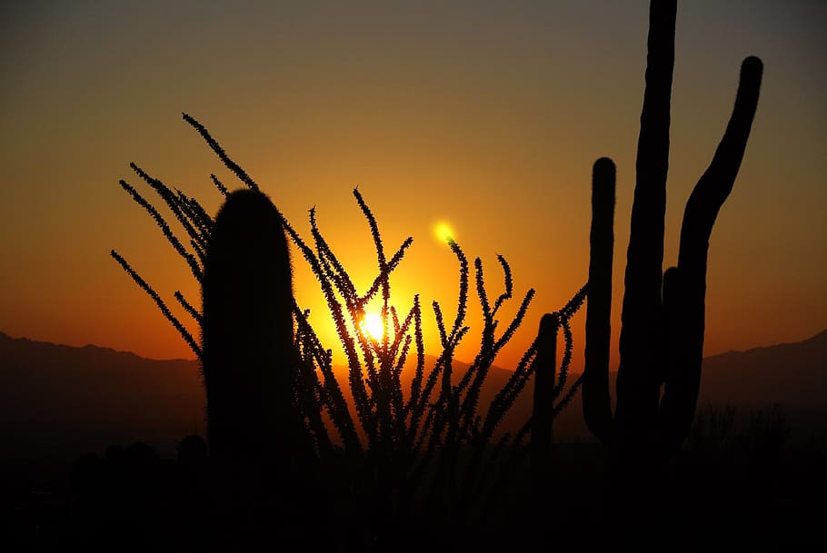 Cactus, amanecer, desierto, paisaje, naturaleza, arizona, puesta de sol, silueta, retroiluminada, anochecer