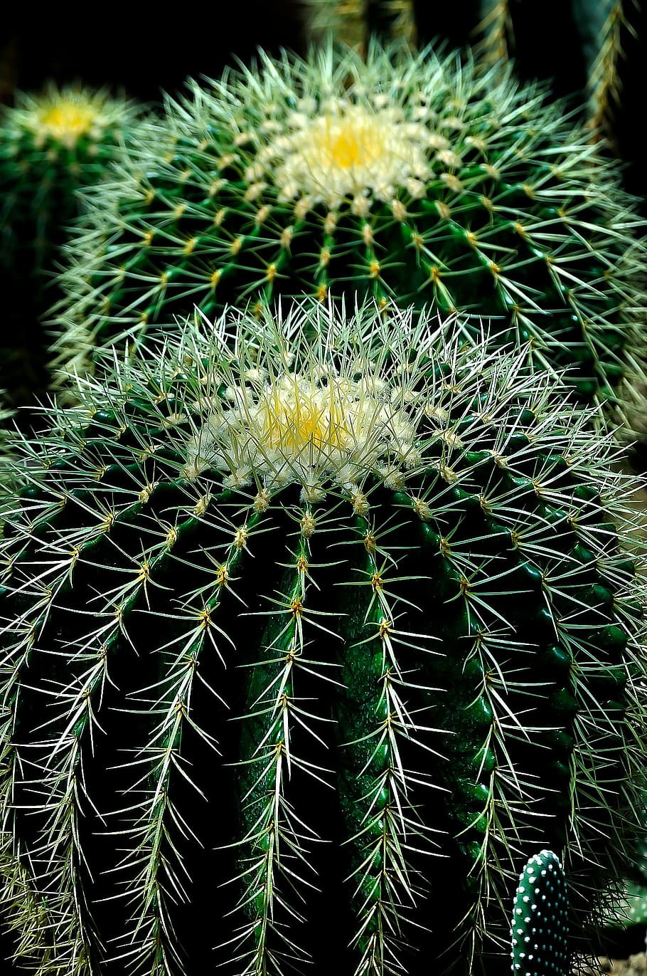 green, white, cactus, plant, circles, nature, flower, natural, botany, thorn