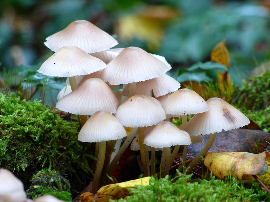 fungus, hat, nature, autumn, forest, wet, season, foam, mushroom, vegetable