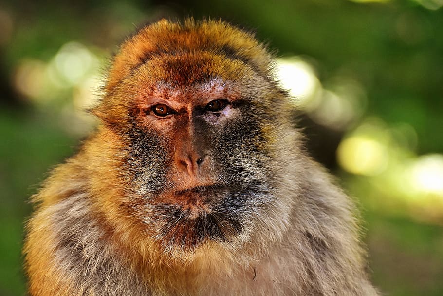 fechar, foto, marrom, preto, macaco, close-up, macaco barbary, espécies ameaçadas de extinção, montanha salem de macaco, animal