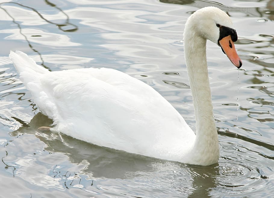 Mute Swan, Water Bird, Bird, Lake, swan, plumage, white, nature, nature swan, elegant