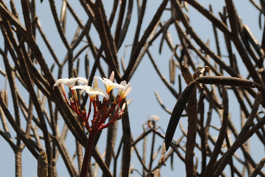 plant, tree, blossom, bloom, africa, zambia, flower, beauty in nature, branch, vulnerability
