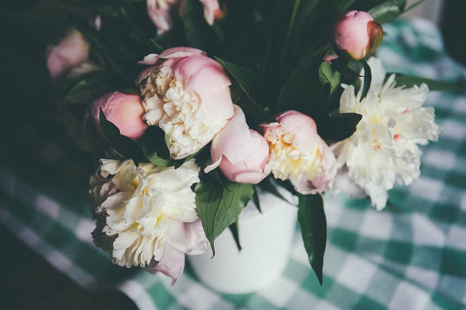 dangkal, fotografi fokus, putih, merah muda, bunga, fokus, fotografi, tanaman, daun bunga, mawar