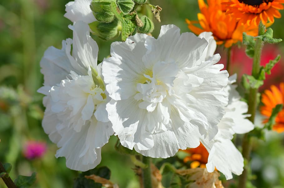 flor, flores blancas, naturaleza, polen, blanco, flores de verano, flor blanca, pétalos, jardín, verde