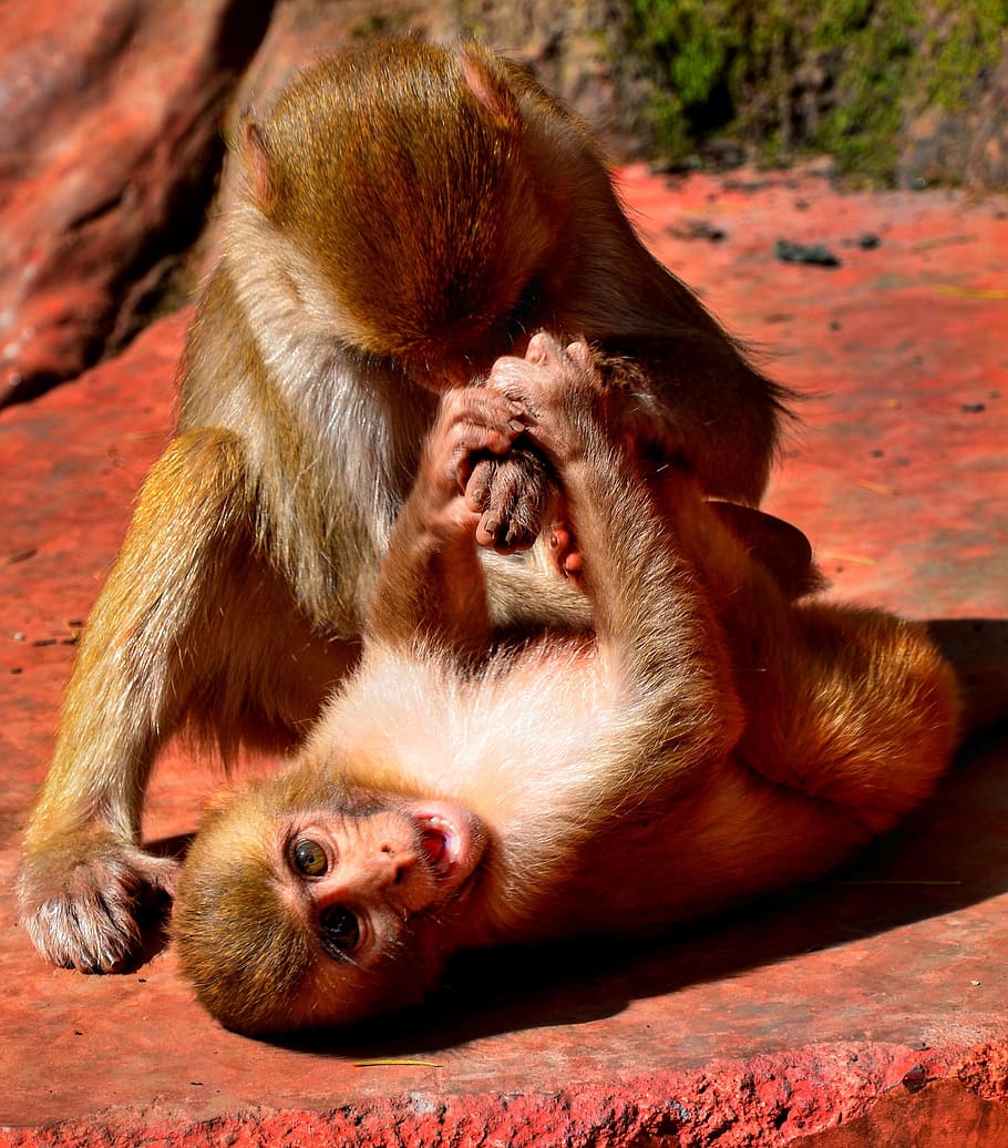 若い 猿 遊び 戦い 霊長類 類人猿 哺乳類 野生動物 野生 かわいい Pxfuel