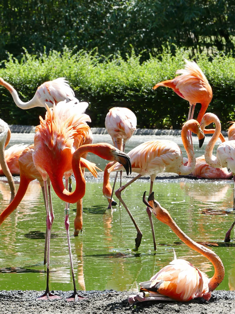 flock, flamingo, daytime, flamingos, pink, bird, zoo, pink flamingo, bill, water bird