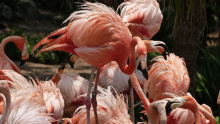 群れ アンデスフラミンゴ フラミンゴ 鳥 ピンク 動物 色 動物の野生動物 ピンク色 羽 Pxfuel