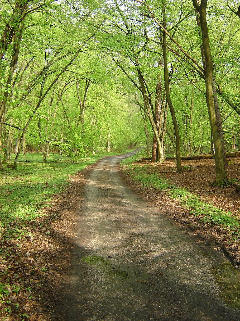 Caminho, Reserva, Primavera, Floresta, Verde, musgo, o caminho, parque, natureza, árvore