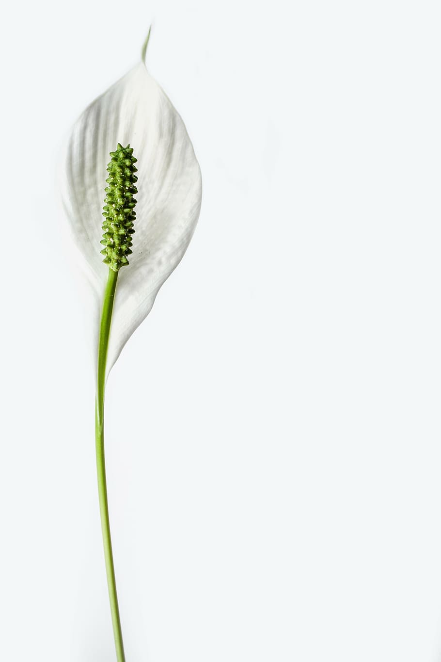 peace lily flower, closeup, peace lily, flower, plant, lily, bloom, botany, isolated, single