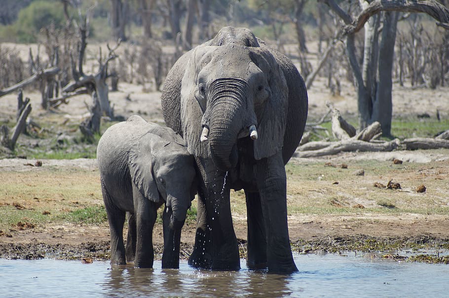 elephant, africa, baby elephant, botswana, animal themes, animal, animals in the wild, animal wildlife, group of animals, mammal