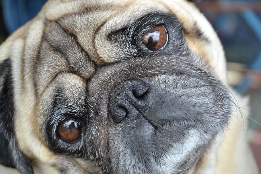 fawn pug, mops, pug, dog, dog please, eyes, regardless of whether the, cute, one animal, close-up