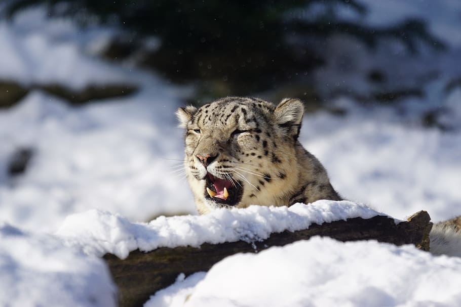 Snow Leopard, Dormant, Cat, Mammal, winter, snow, cold, animal, wildlife, no domesticated Cat