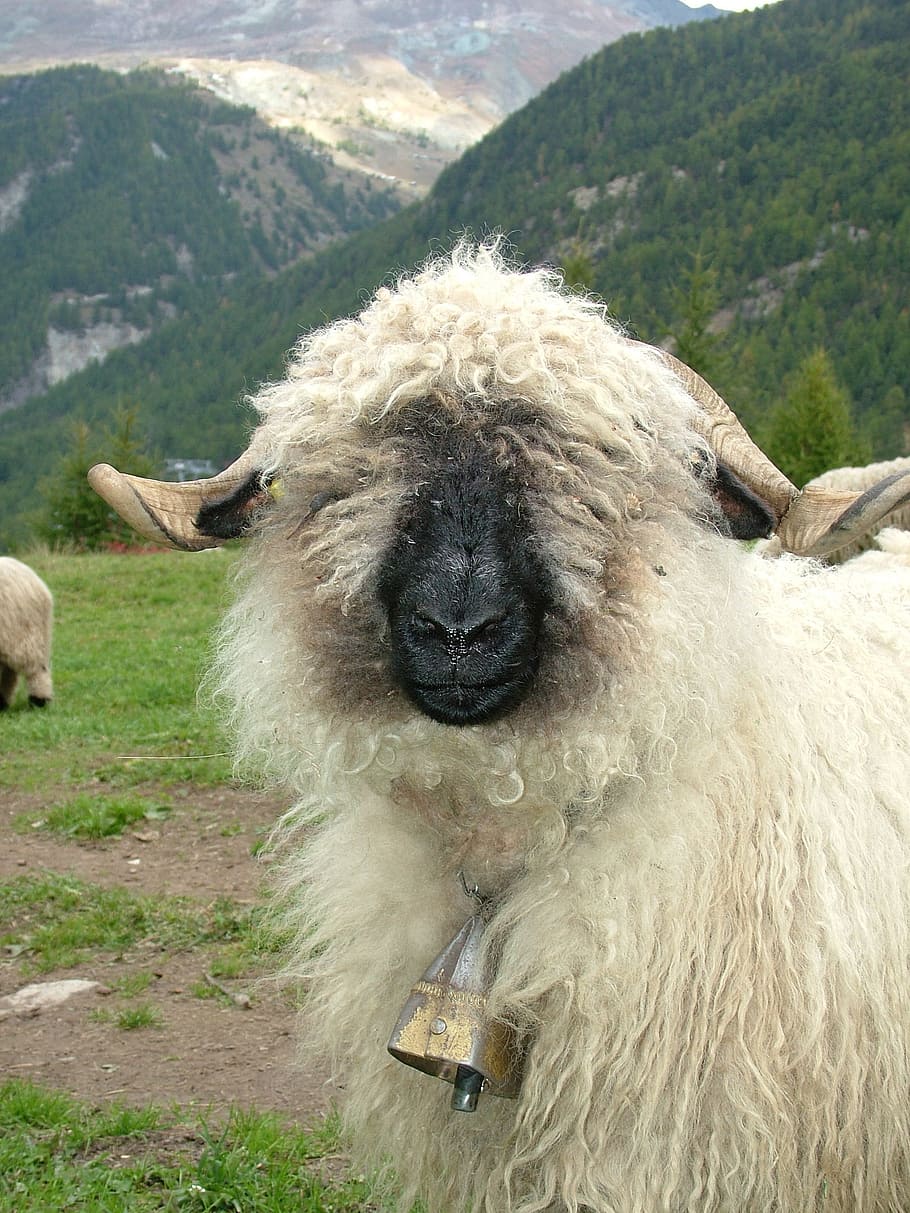 sheep, bell, grass field, mountain range, animal, black nosed sheep, valais, switzerland, mammal, animal themes