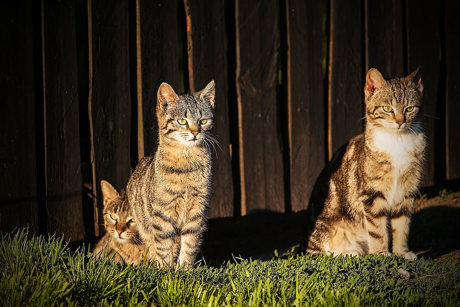 gatos, gato en la azotea, mascota, encantador, gato, un gato normal, gatito, gato atigrado, dachowce, felino