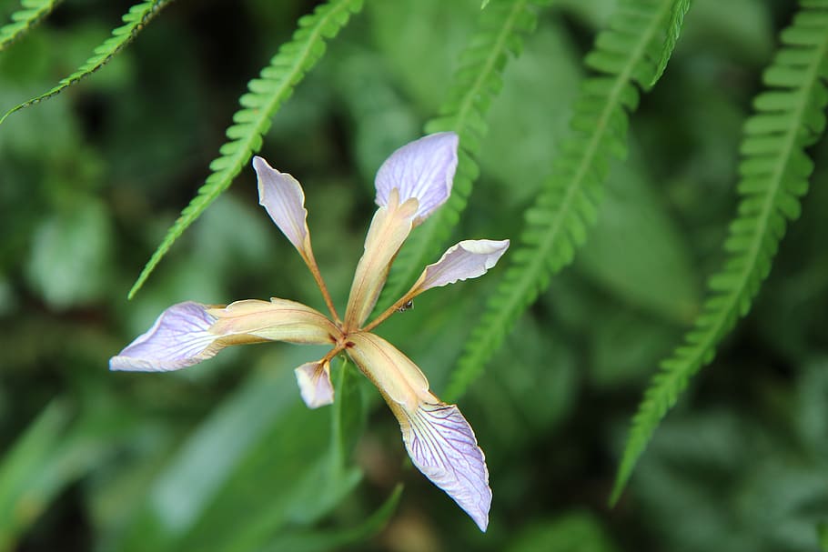 iris, iris salvaje, iris fétido, flores silvestres, flor de iris, planta,  flor, planta floreciendo, crecimiento, belleza en la naturaleza | Pxfuel