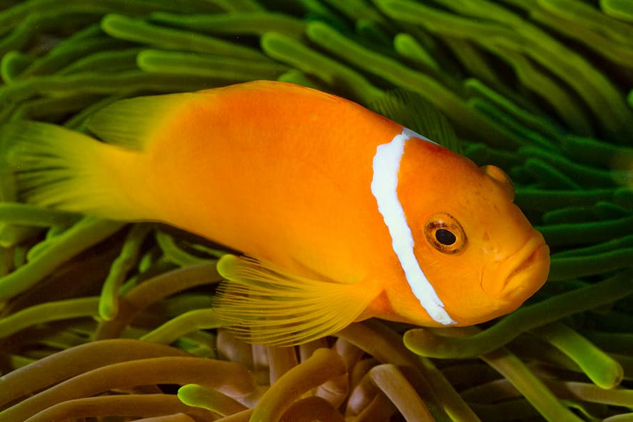 写真, オレンジ, 白, ペットの魚, 魚, 海, モルディブ, 水中, ダイビング, ​​海底世界