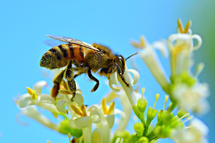 honey bee, insect, animal, feeding, flower, pollination, wing, busy bee, invertebrate, animal themes