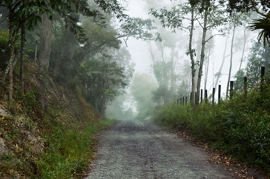 foggy, forest, Path, Boyaca, Columbia, fog, photos, mist, public domain, trees