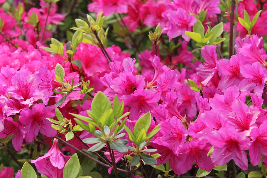 bunga azalea, taman bunga, bunga, tanaman pot, bunga gunung, azalea, tanaman berbunga, tanaman, keindahan di alam, warna merah muda