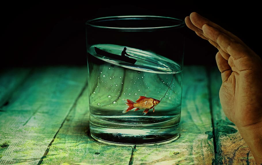 fish, inside, clear, drinking glass, water glass, angler, goldfish, surreal, miniature, giant