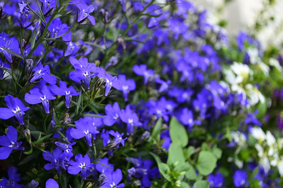 flores, azul, flores azules, flor azul, floración, flor, verano, primer  plano, flores de jardín, brillante | Pxfuel