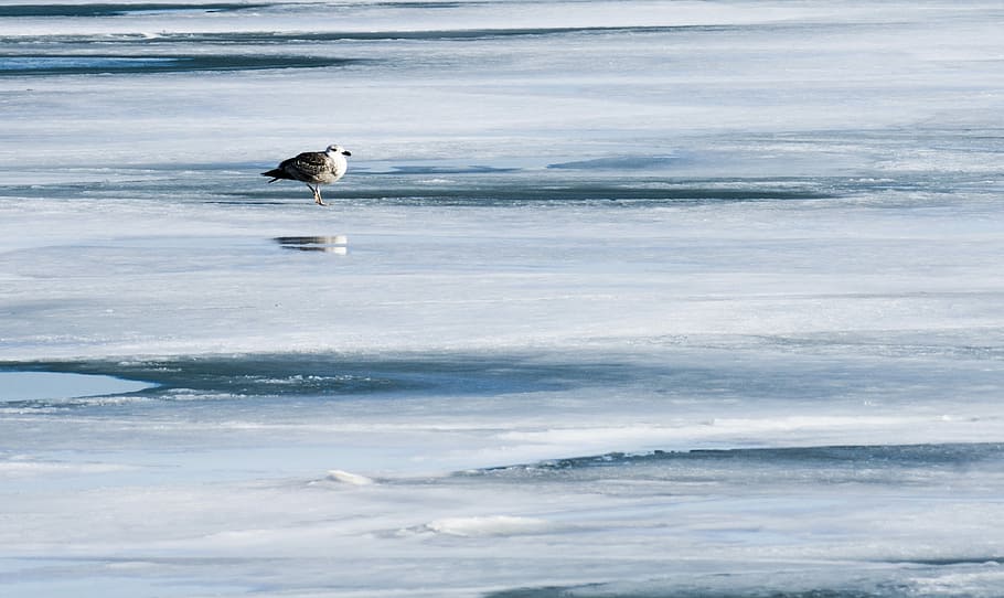 Nature, Ice, Seagull, Winter, Freeze, ze, lake, chicago, bird, icy