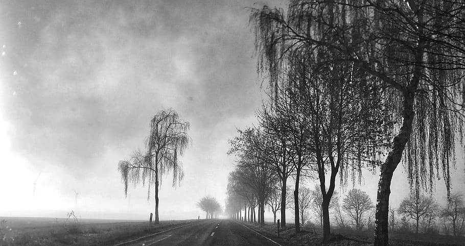Road, Gloomy, Trees, Nature, Dark, landscape, sky, trueb, november mood, weather mood