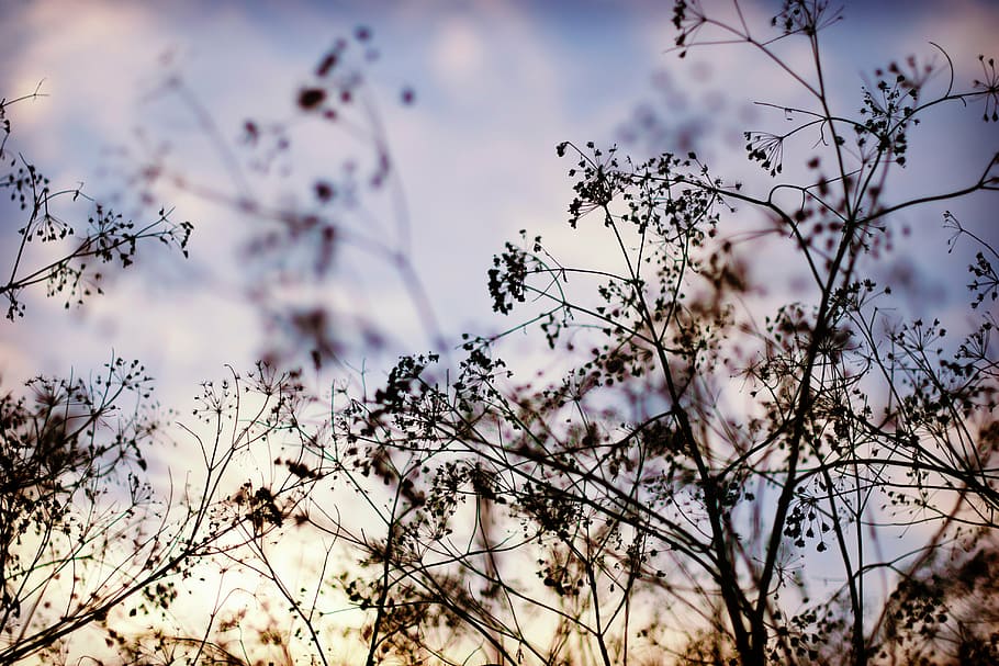 raso, fotografia de foco, folhas, silhueta, plantas, pôr do sol, flor, árvore, ramo, planta