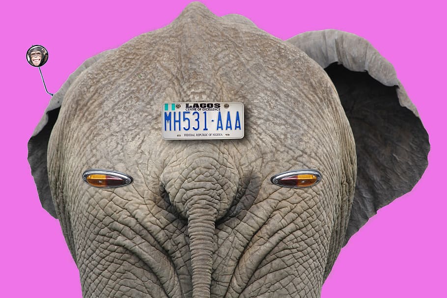 gray, elephant, license plate, enrollment, intermittent, rosa, vintage, pop art, behind, comic