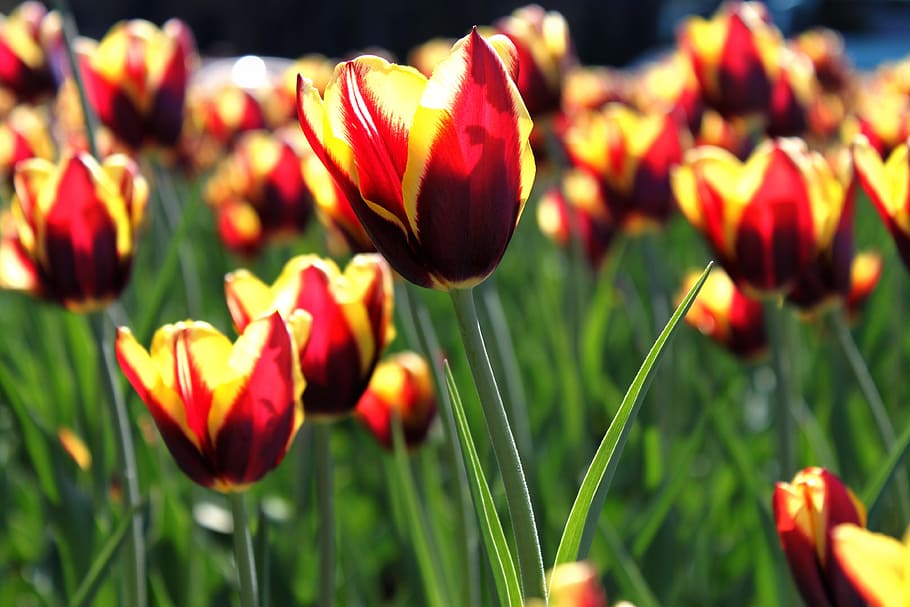 tulip, flower, bloom, spring, summer, green, close, yellow, red, burgundy