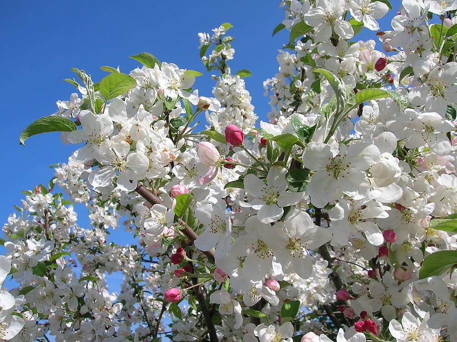 花 リンゴの花 リンゴの木 木 自然 顕花植物 鮮度 自然の美しさ 植物 脆弱性 Pxfuel