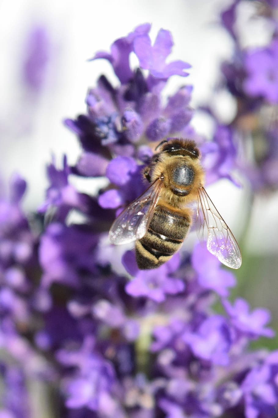 Lebah, Lavender, Pupuk, Taburi, musim panas, makanan, bunga, ungu, satu hewan, serangga