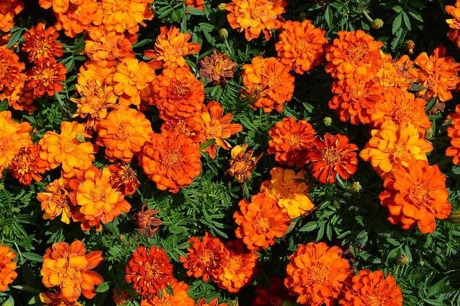 マリーゴールド 花壇 花 オレンジ 庭 草本植物 オレンジ色 鮮度 クローズアップ フルフレーム Pxfuel