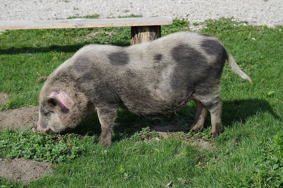 piggy bank, dirty, the pig, pig, chliev, mammal, animal themes, animal, one animal, grass