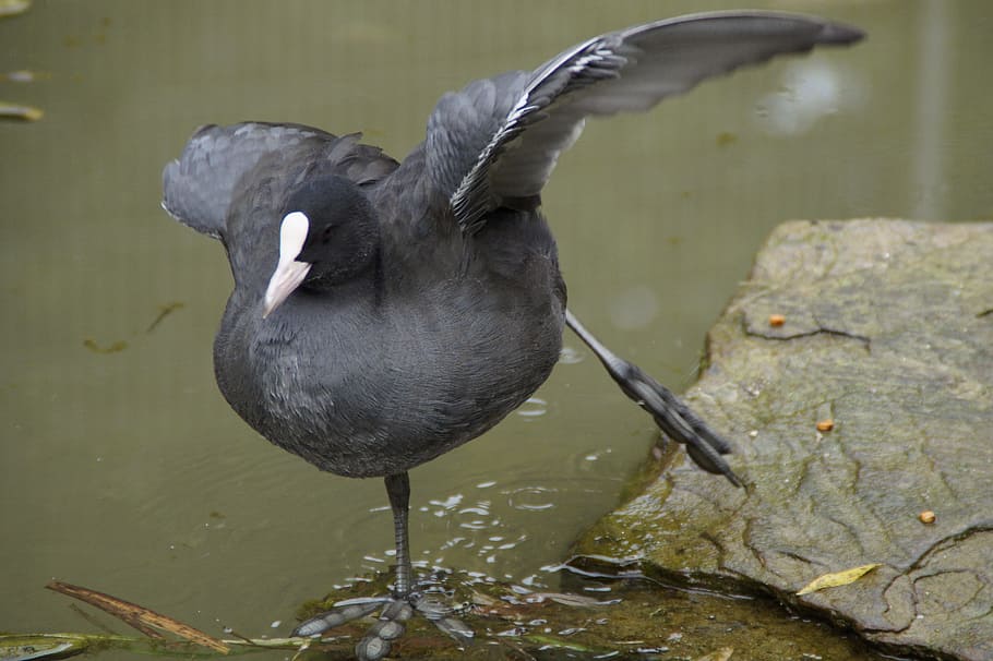 Coot, Duck, Water Bird, Bird, Bird, bird, single leg stance, on one leg, flutter, water, one animal