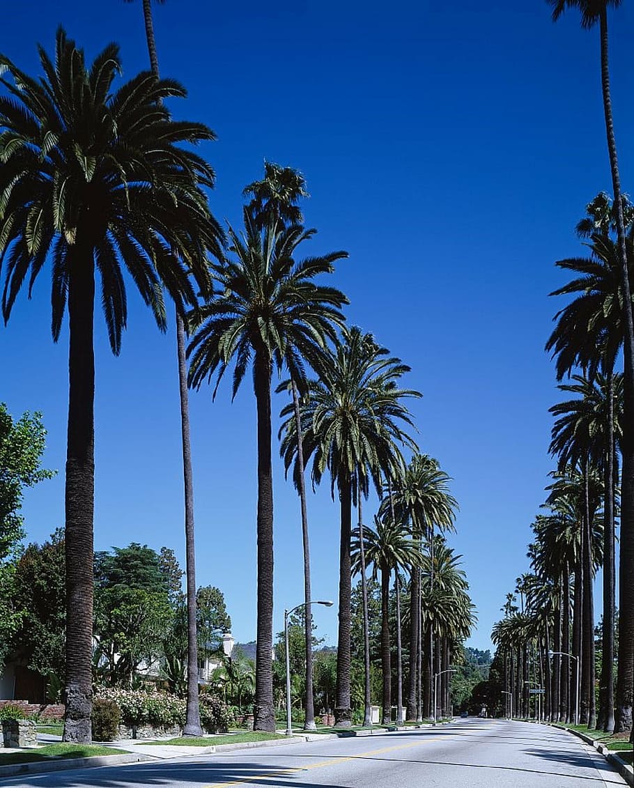 palm trees, daytime, street, beverly hills, bel air, los angeles, california, city, town, urban