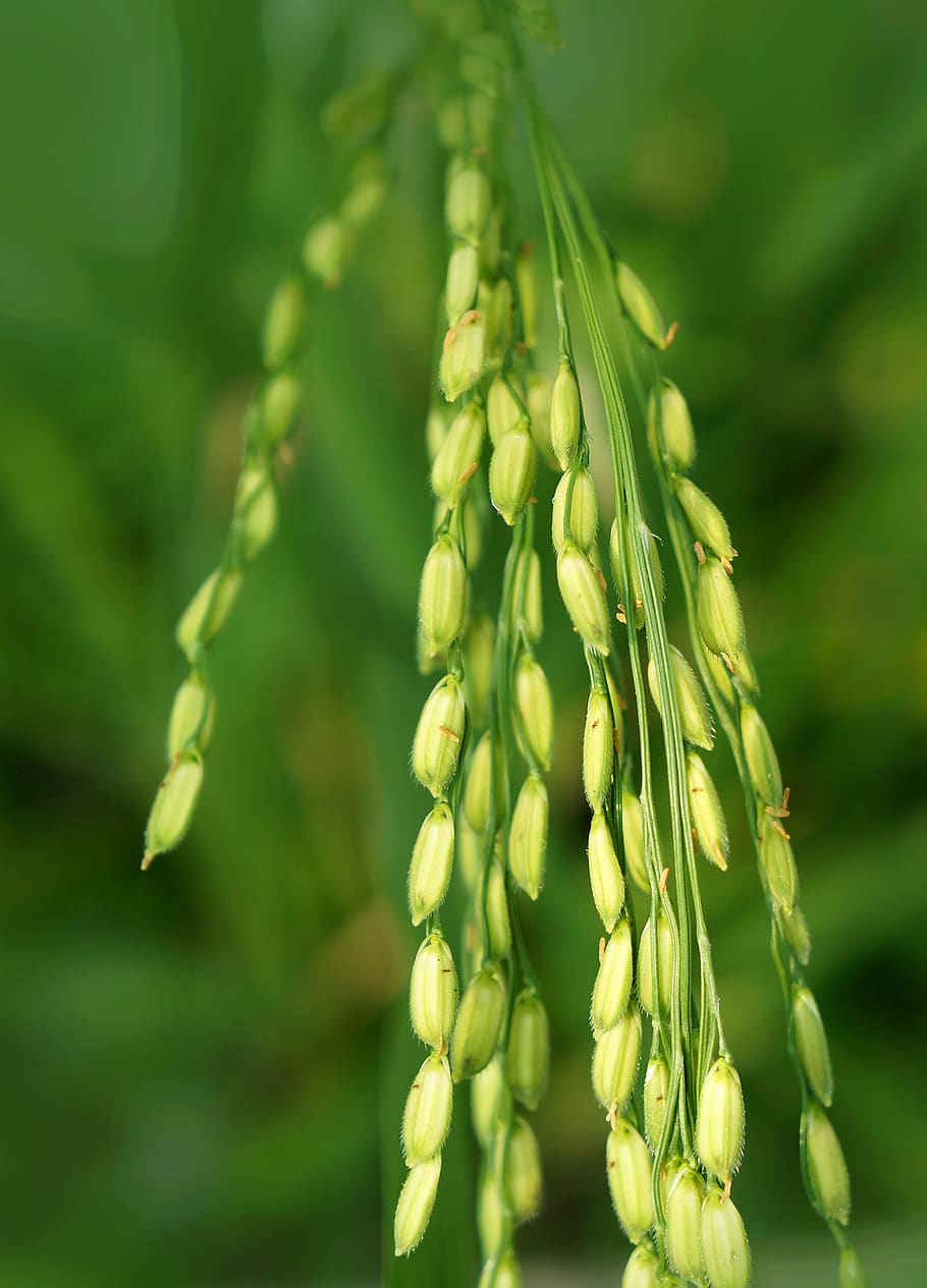 arroz, arroz não, o grão de trigo, comida, vietnã, cor verde, crescimento, close-up, beleza da natureza, planta