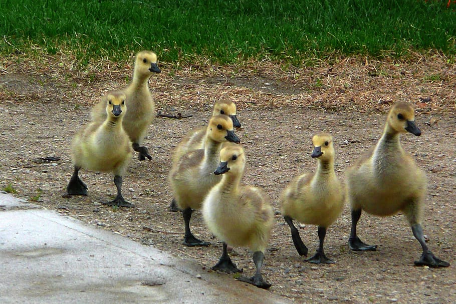 group, ducklings, soil, canada geese, chicks, animals, young, feathered, wildlife, animal themes