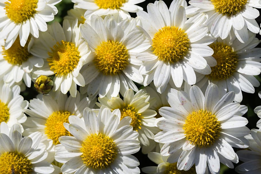 chamomile chrysanthemum, the asteraceae family, sun flower, shrub, flower, nature, plants, petal, flowering plant, freshness