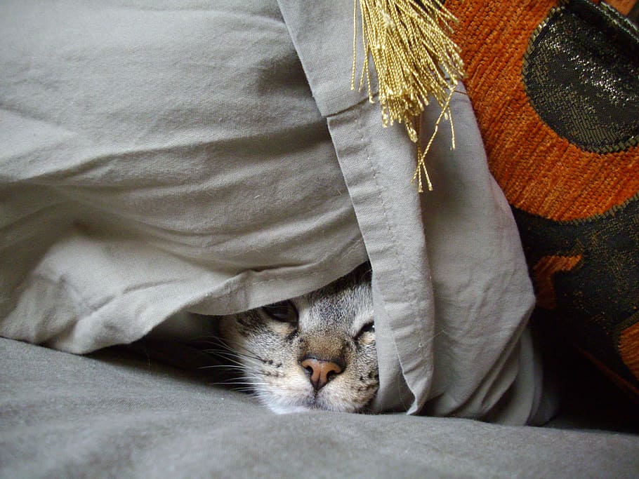 cat, hiding, gray, cloth, hideout, pet, feline, kitten, look, camouflage