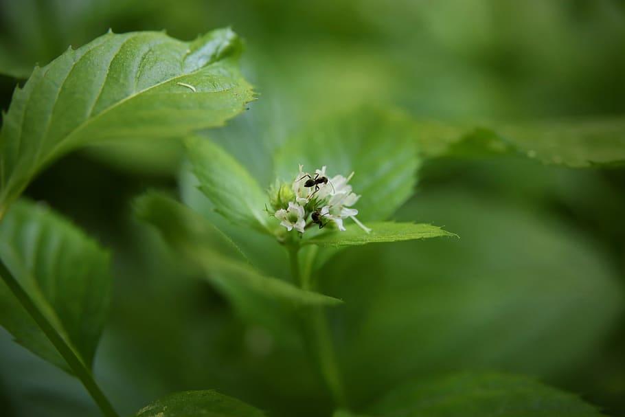 mint, minzblüte, insect, ant, mint leaves, peppermint, tea herbs, culinary herbs, healthy, leaves