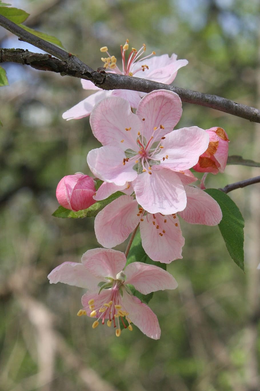 merah muda, apel, mekar, buah, pohon, alam, musim semi, flora, tanaman, musim panas