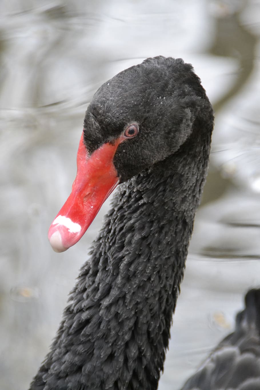 swan, black, water bird, black swan, schwimmvogel, bill, beautiful, water, animal, bird