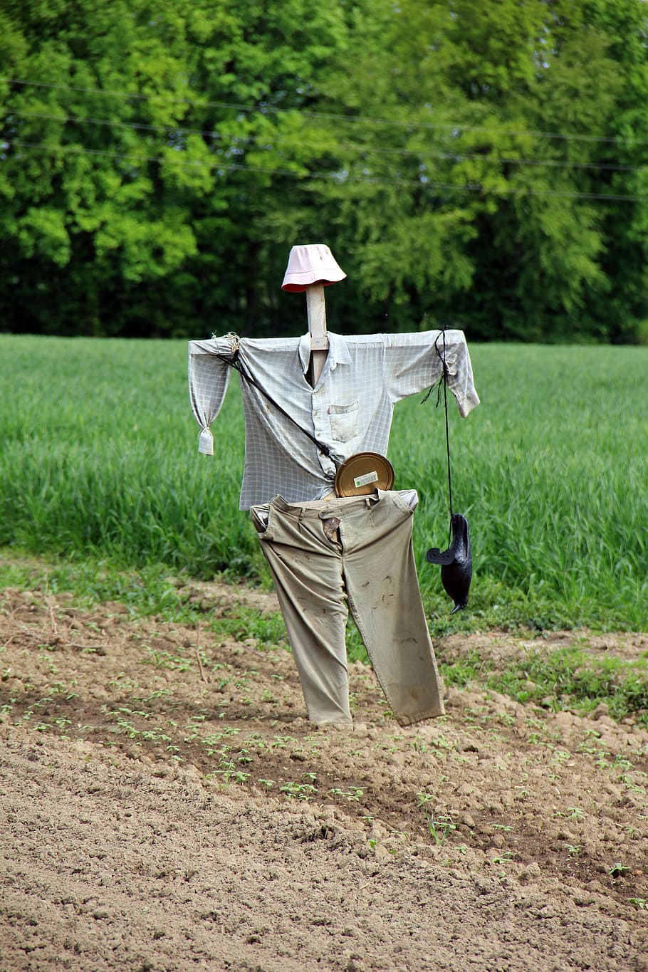 Scarecrow, Agriculture, Country Life, field, outdoors, nature, tree, day, growth, grass