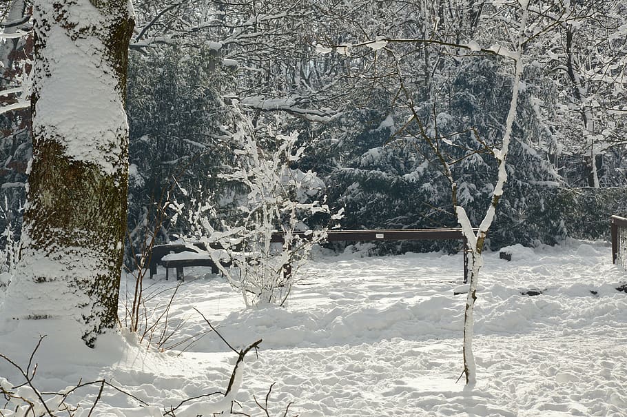 snow, snowy, landscape, nature, winter nature, winter, trees, white, sunlight, january
