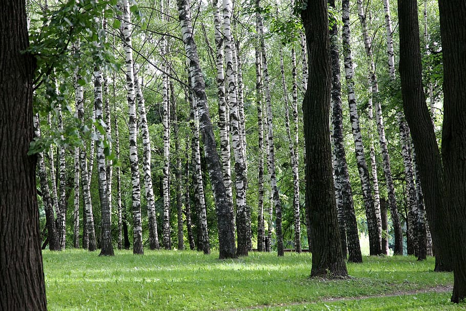 birch, summer, birch forest, nature, park, vacation, russia, trees, tree trunks, green