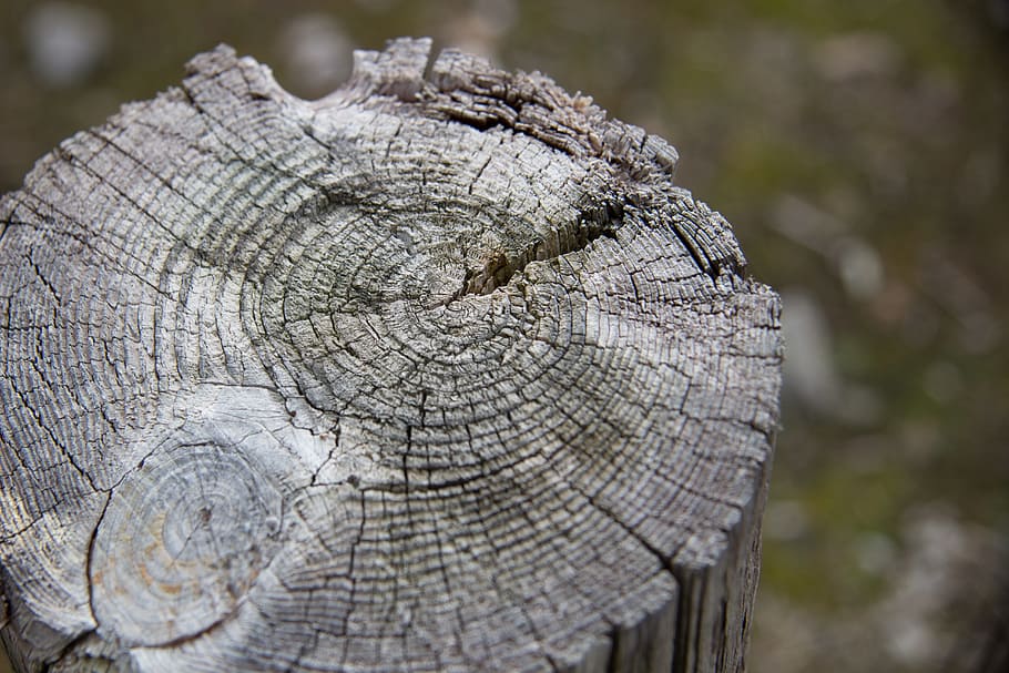 wood, wood background, stump, tree stump, tree, forest, summer, annual rings, fallen tree, old