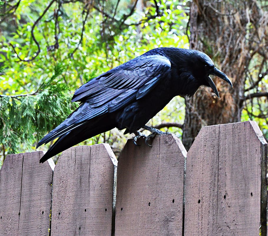 Raven, Black, Black, Bird, raven, black, bird, raven bird, one animal, animal wildlife, wood - material, animal themes