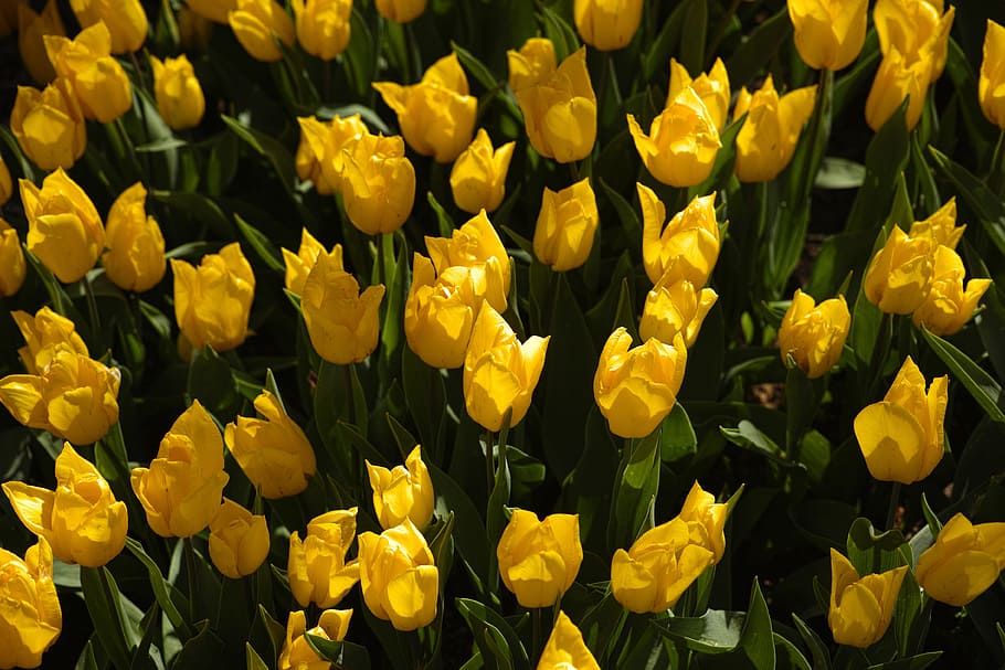 yellow, tulips, flower, environmental, plant, flowers, macro, nature, green, garden